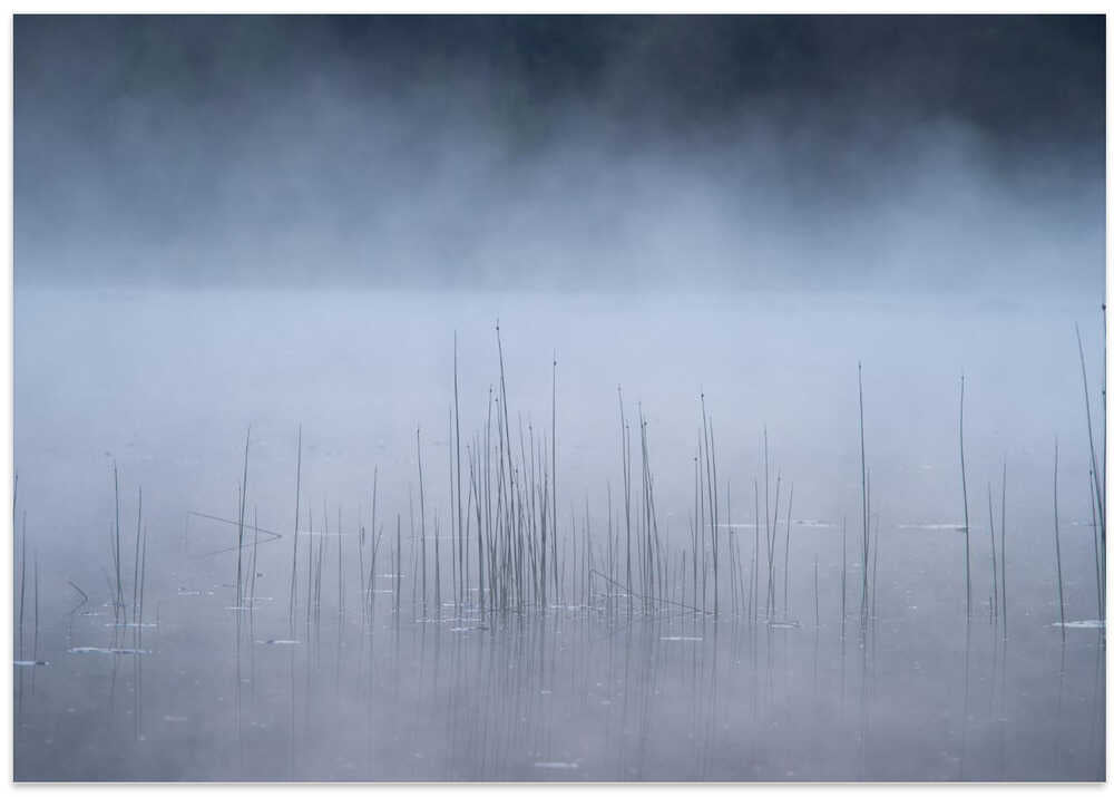 Reed and fog