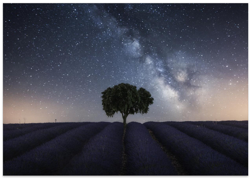 Tree and Milky Way
