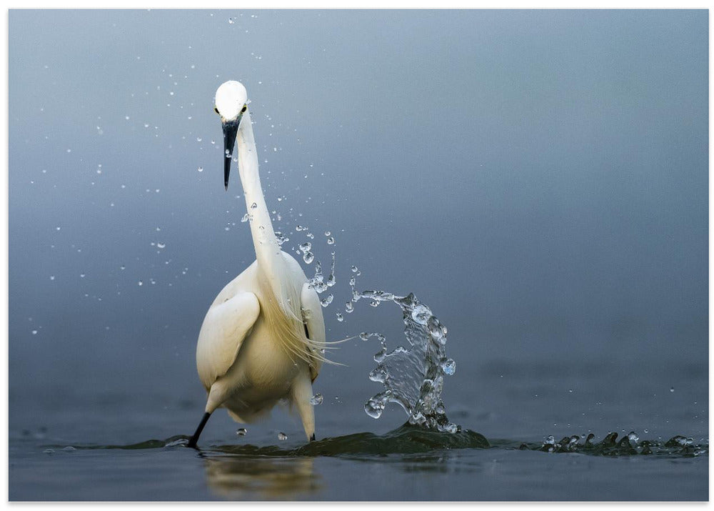 Art Prints of Splash