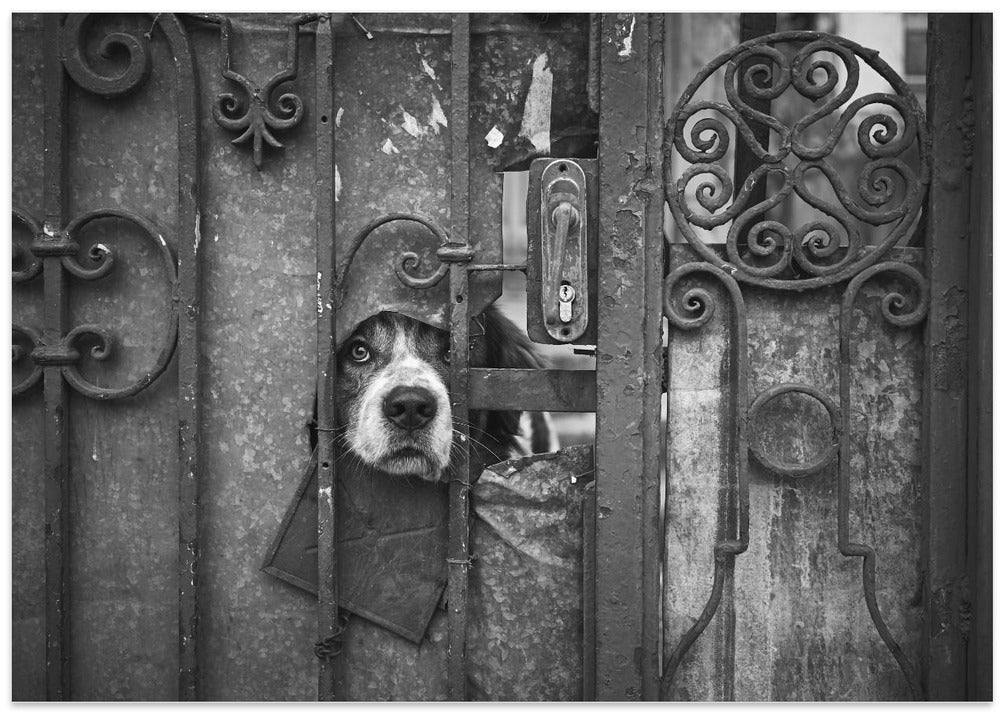 Art Prints of Wise Guy