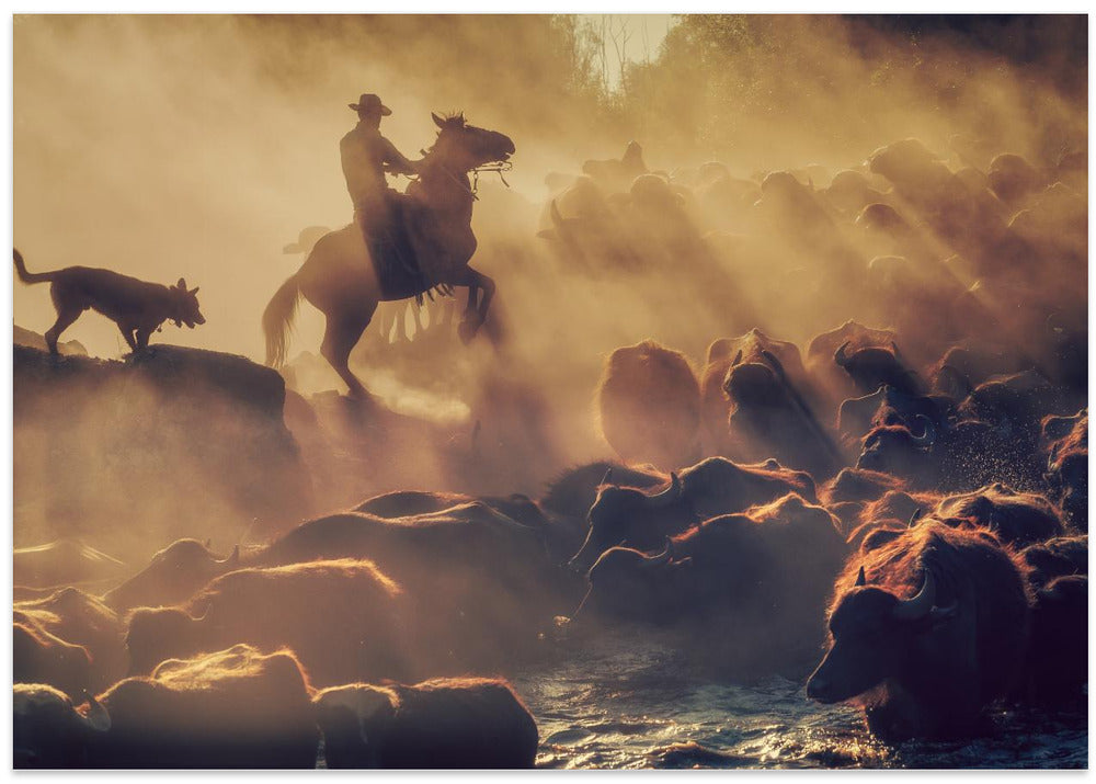 The buffalo shepherd