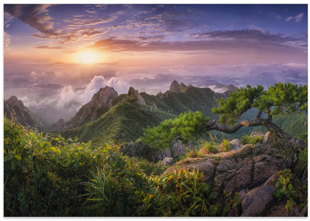 Pine tree on the rock