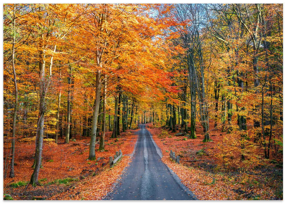 Road into autumn