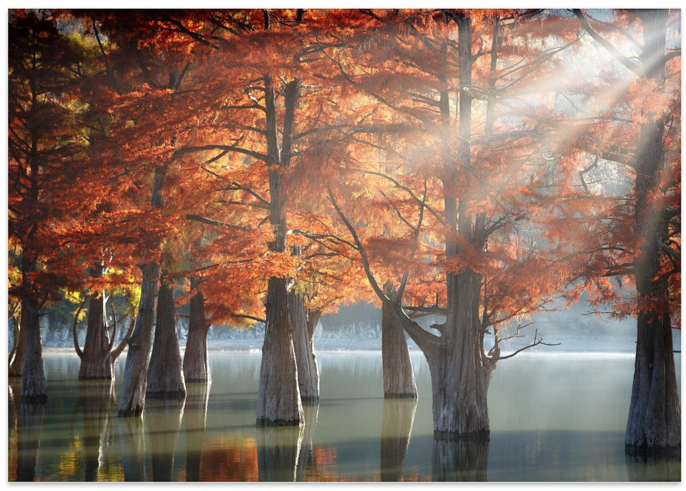 Sunny Cypress Trees