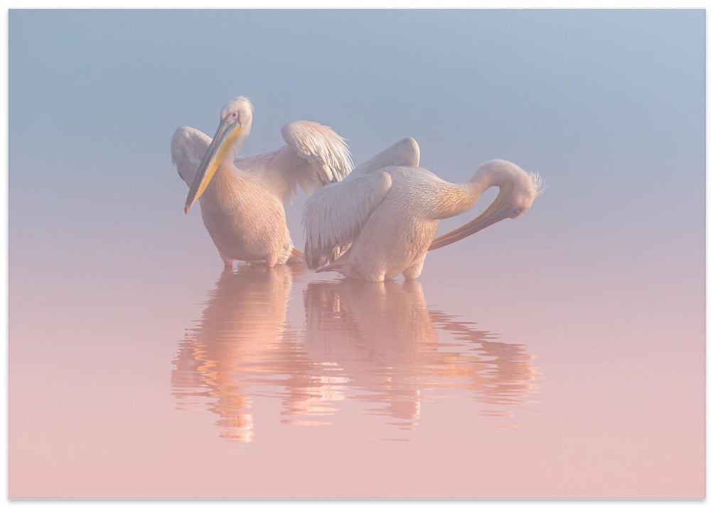 Two Pelicans