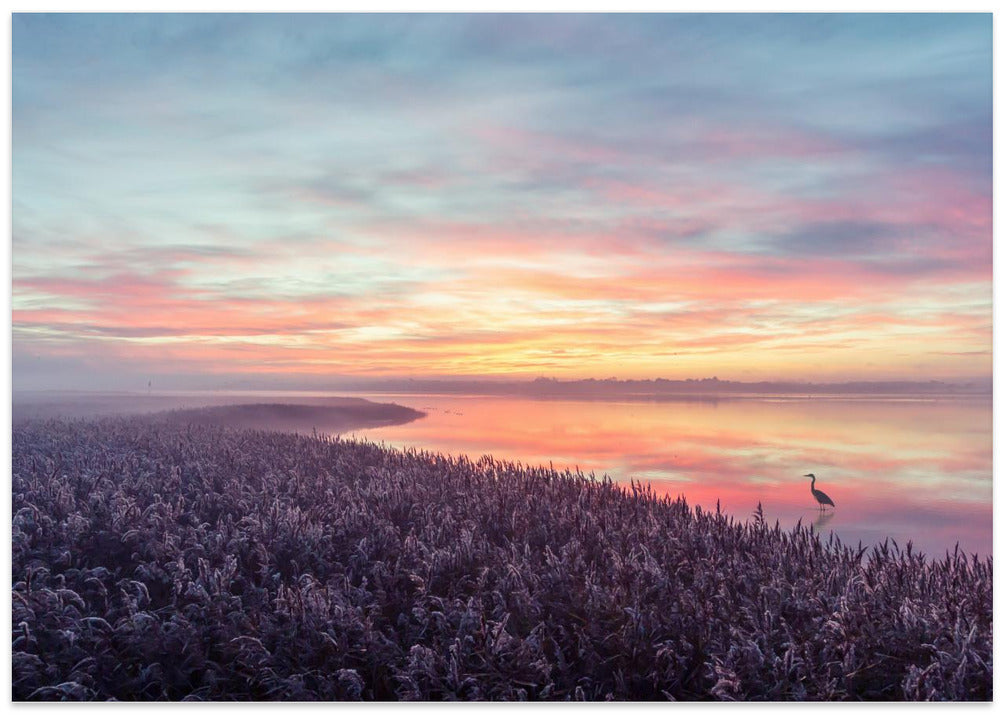 The heron's morning view.