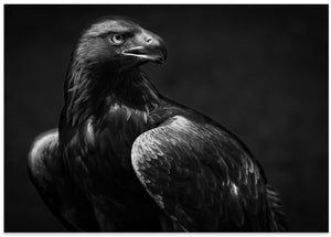 Art Prints of Golden Eagle