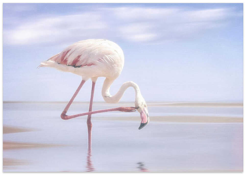 flamingo