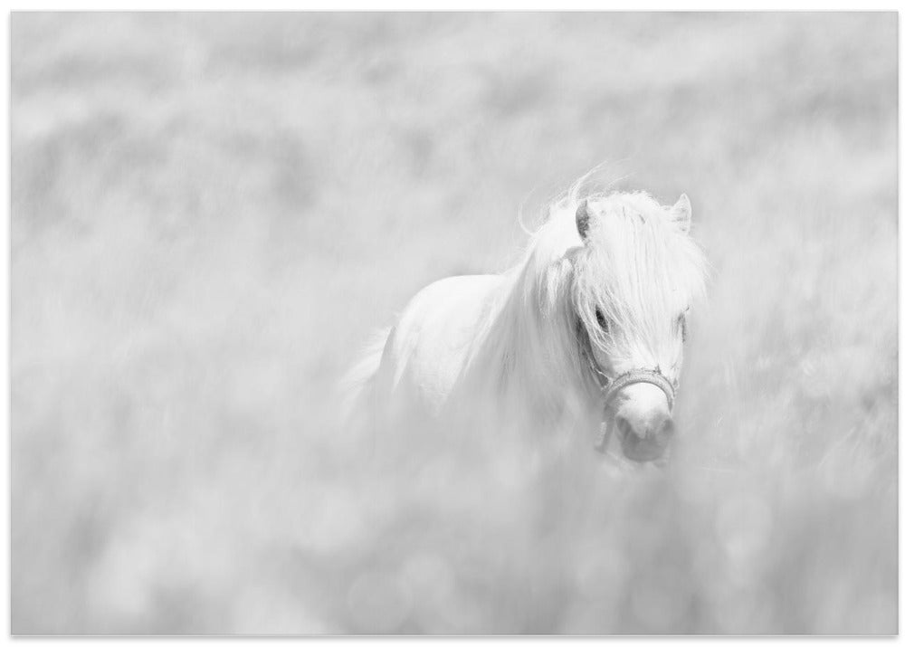 Art Prints of White horse