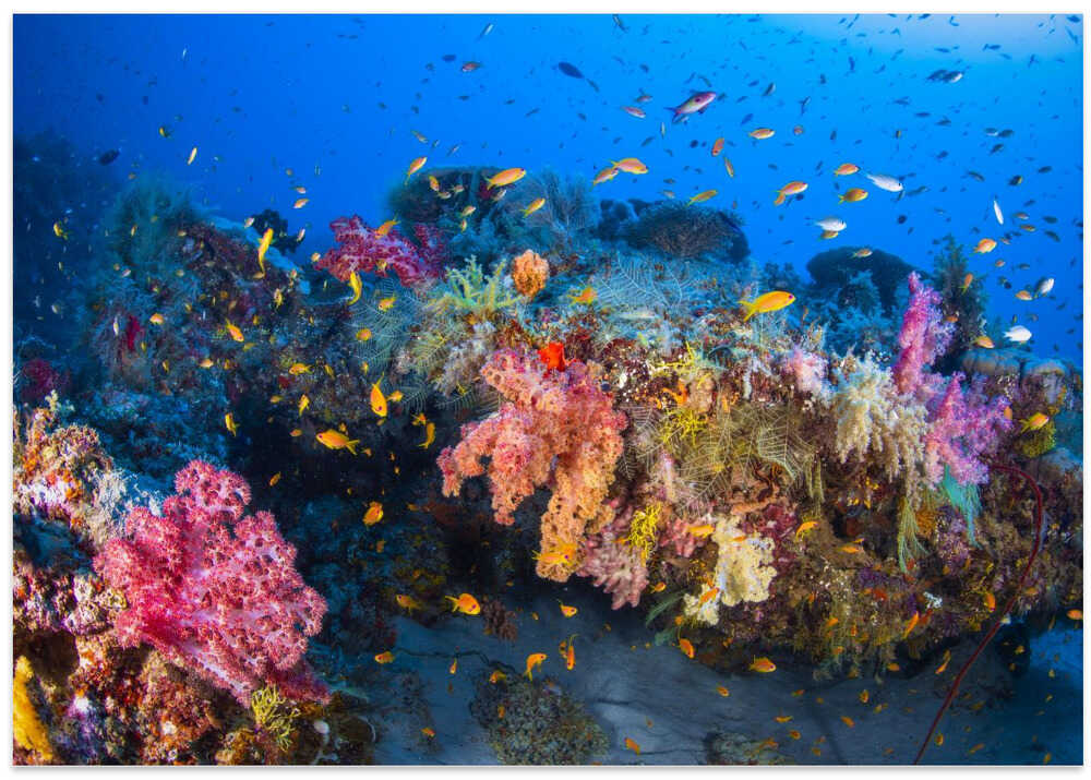 Colors of Soft Coral