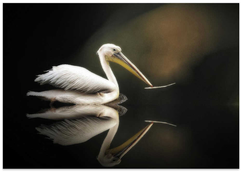pelican