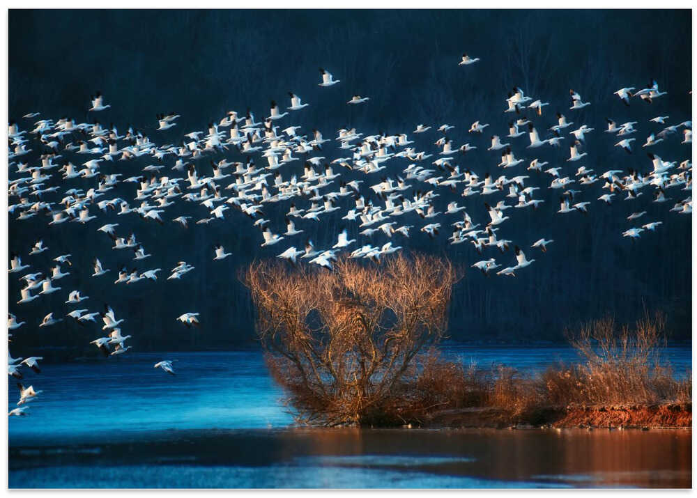 Snow Geese Migration