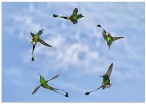 Art Prints of Joy of Flight