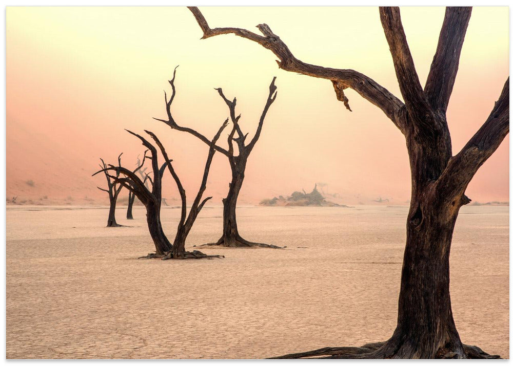 Fog and trees in the desert