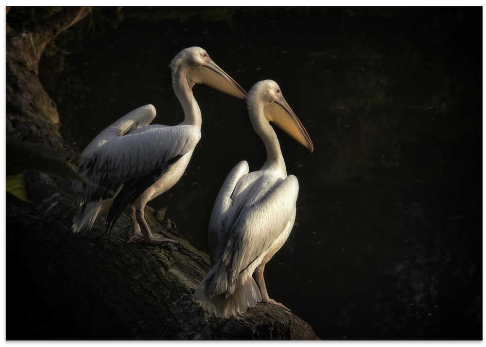 que contemplent-t-ils ? mystère...