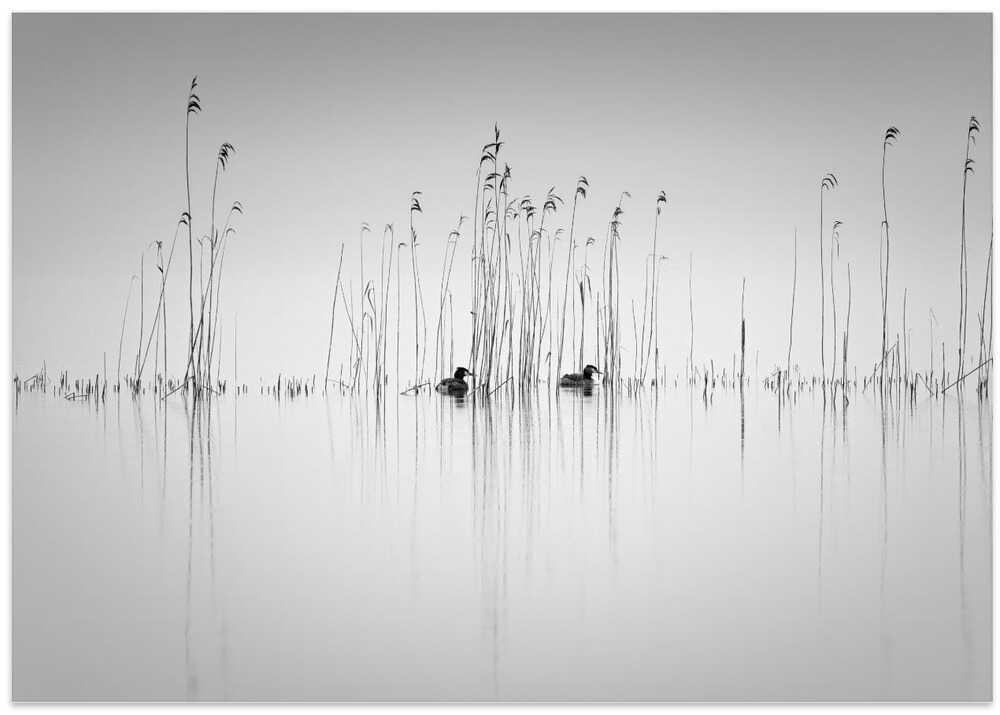 Couple in the reeds