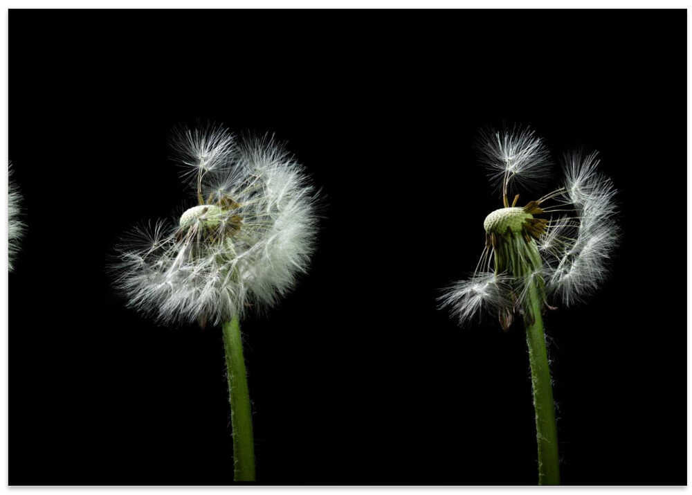 dandelion flower sequenz
