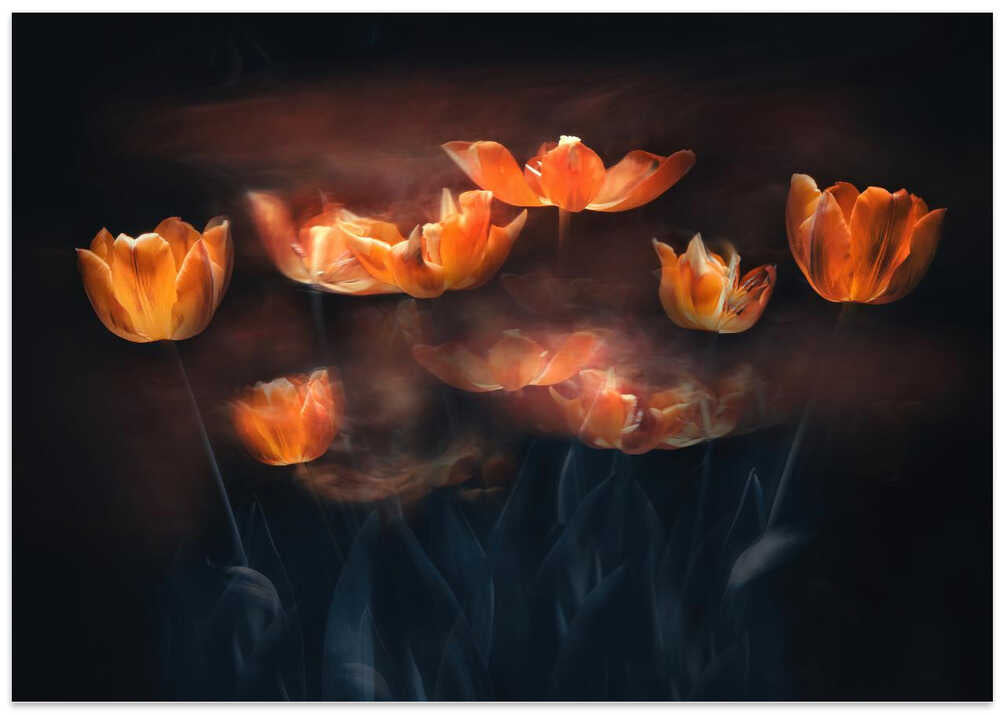Tulips on Fire