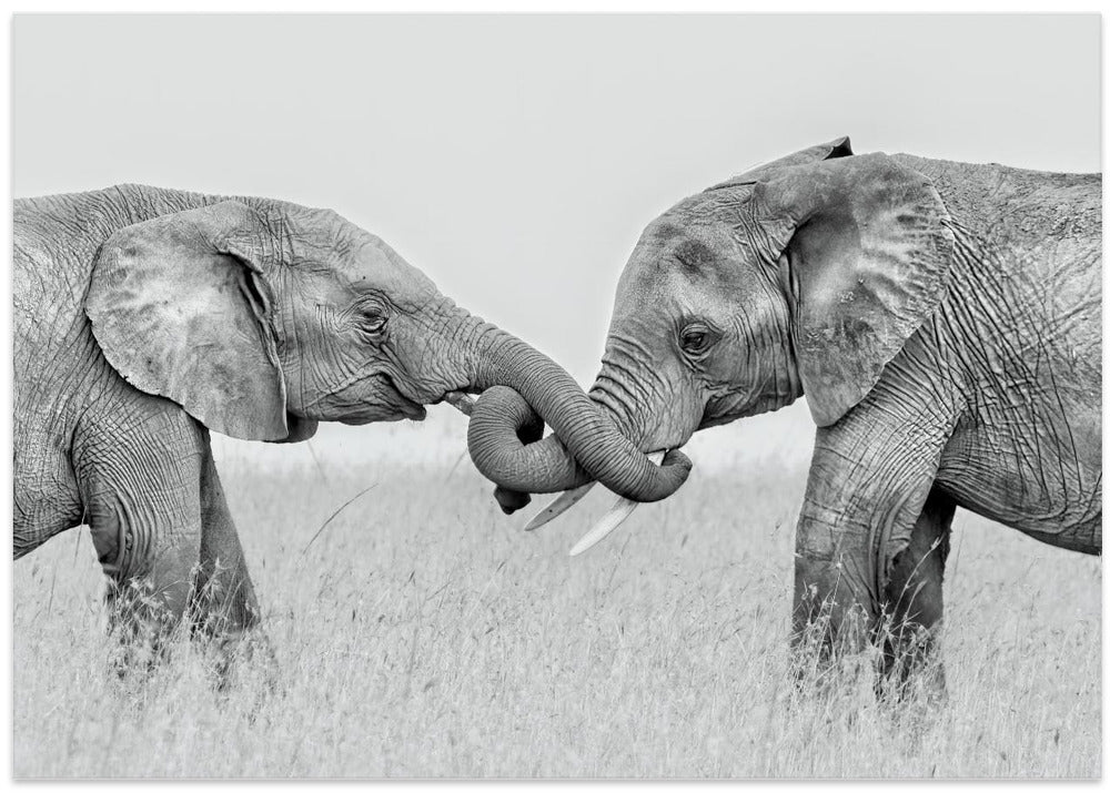 Art Prints of Confrontation