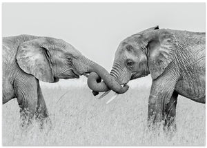 Art Prints of Confrontation