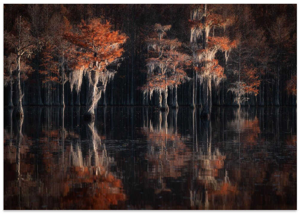 Tapestries of autumn cypress swamps...