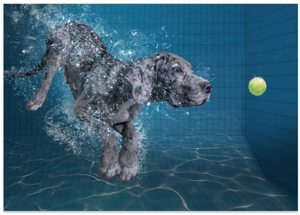 Art Prints of SplashDog