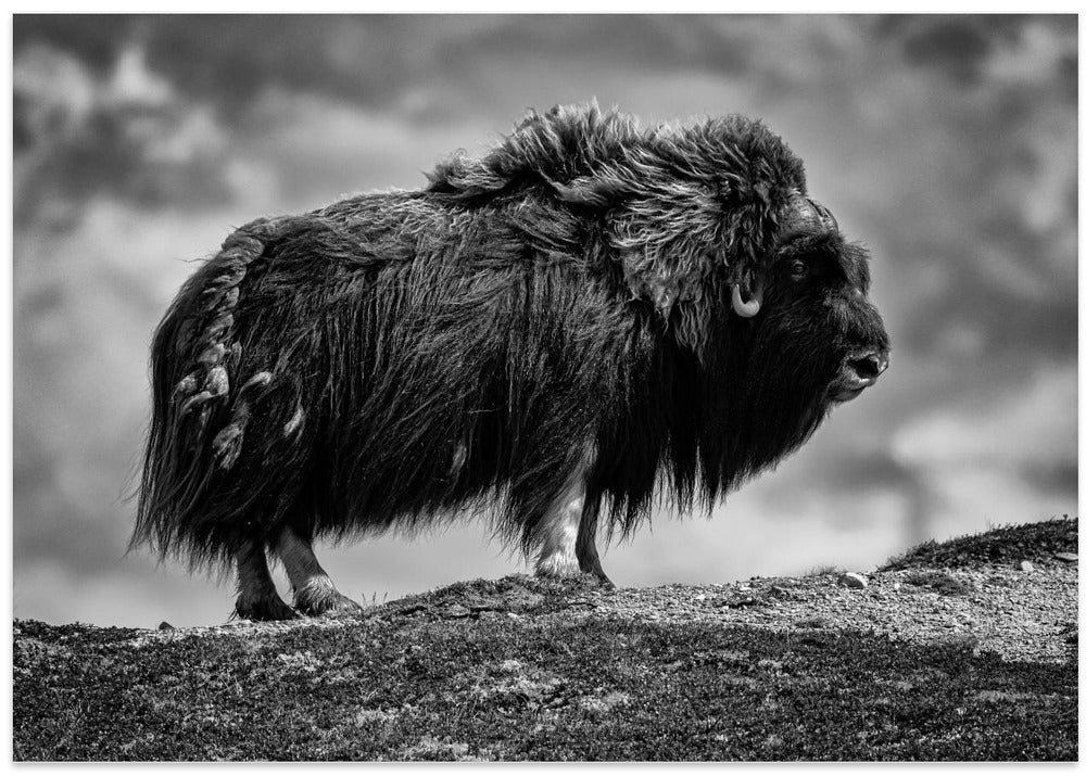 male Musk ox