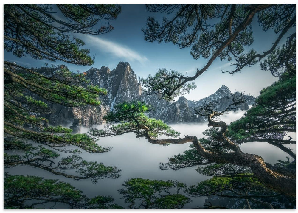 Strange pine tree in Yellow mountain