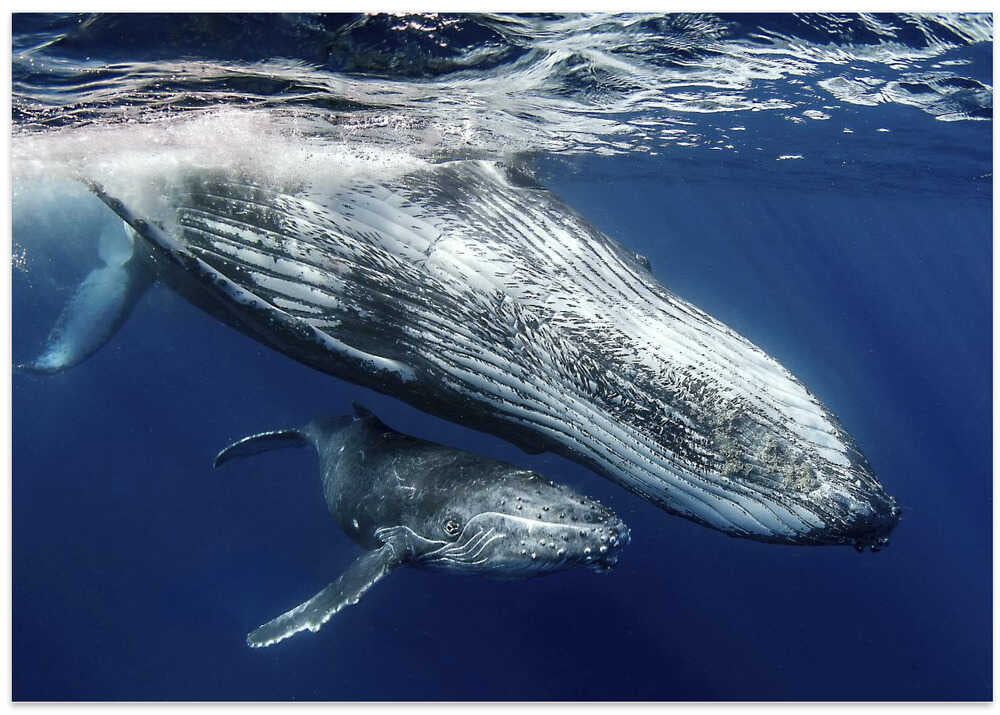 Humpback Whales