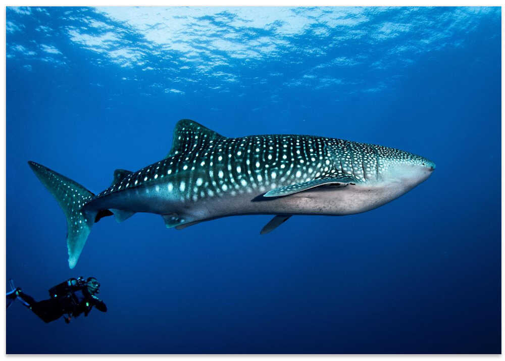 Whale shark and diver