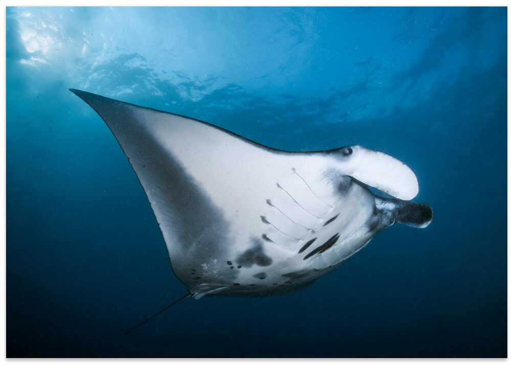 Majestic manta