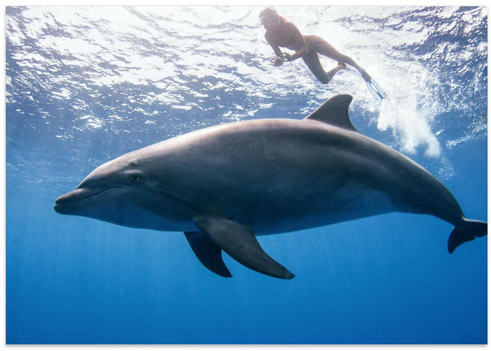 dolphin and human