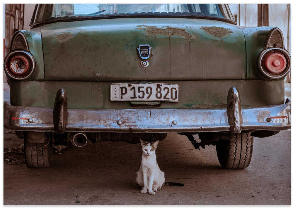 Cuban Cat with Car