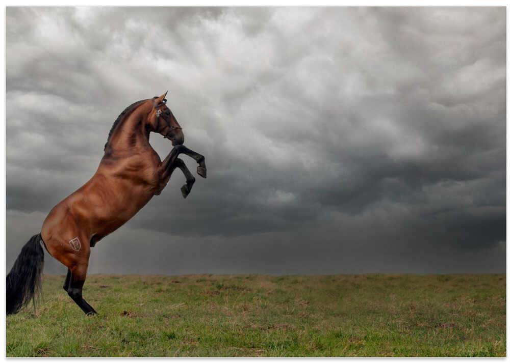 The king of the fields