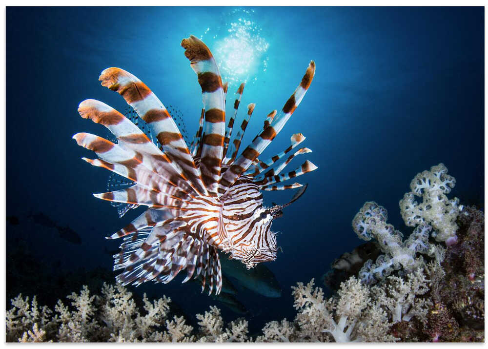 Lionfish