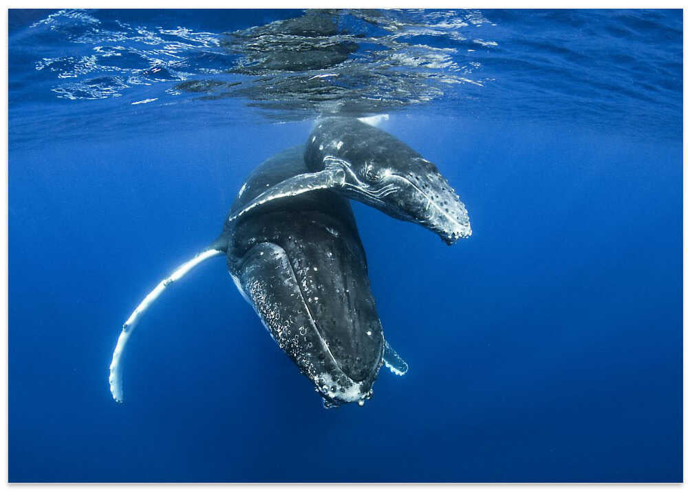 Humpback whales