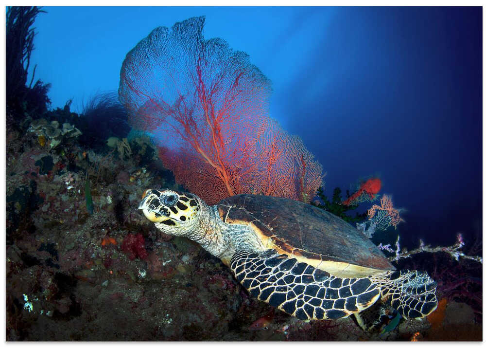 Hawksbill turtle