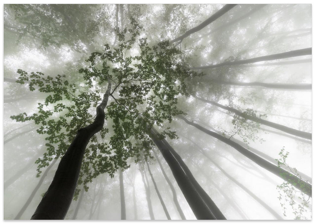 Misty mystery of the forest