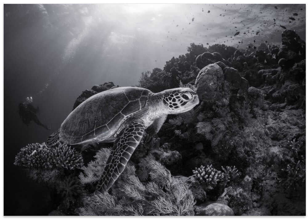 Green turtle in black and white