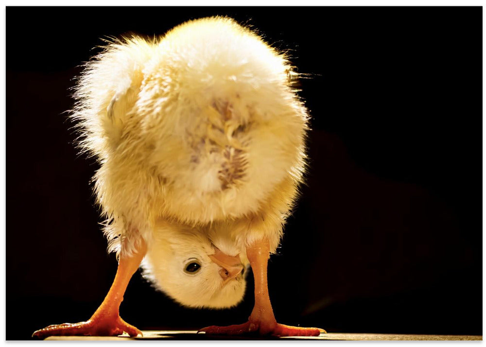 Art Prints of Funny chick