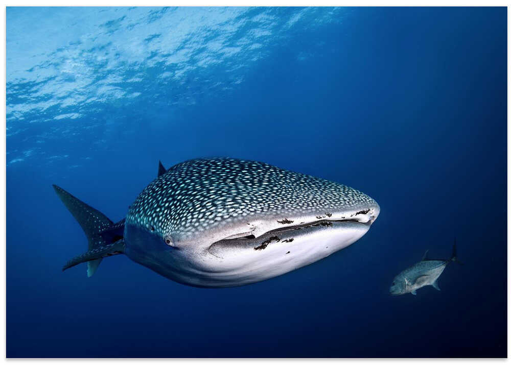 whale shark and giant trevally