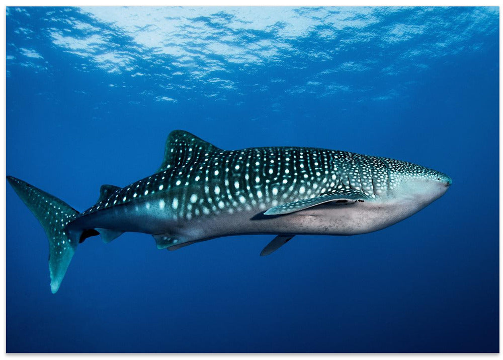 Art Prints of Whale shark