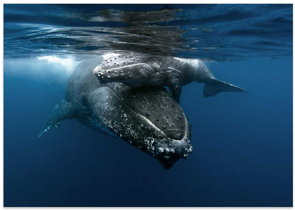 Humpback whales