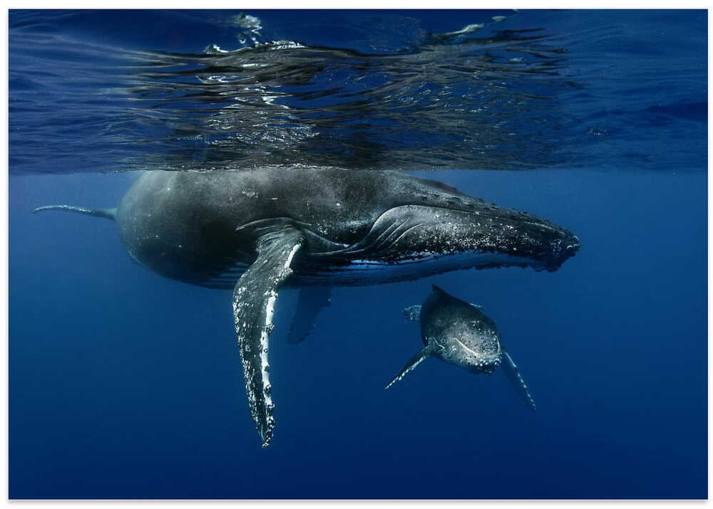 Humpback whales