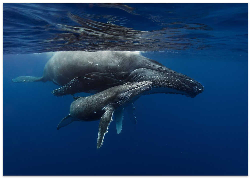 Humpback whales