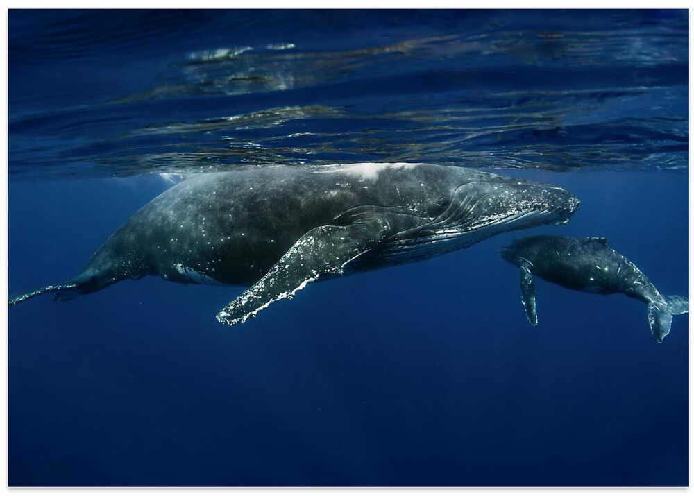 Humpback whales