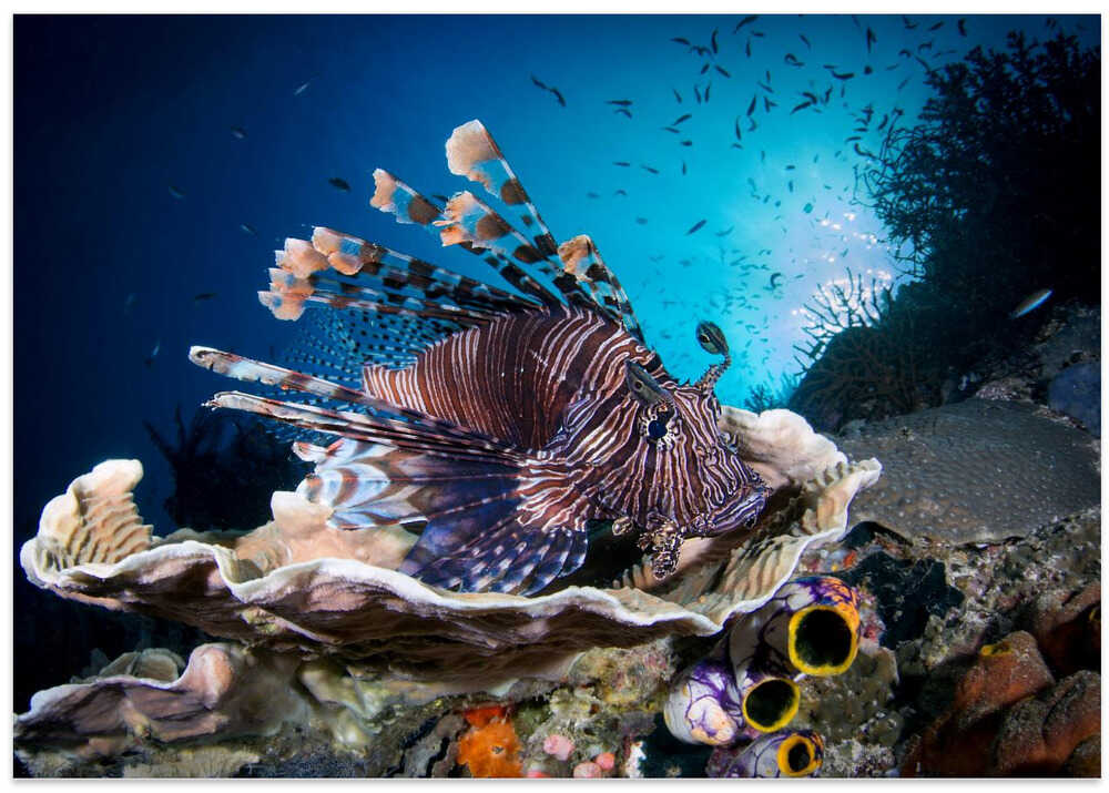 Lionfish