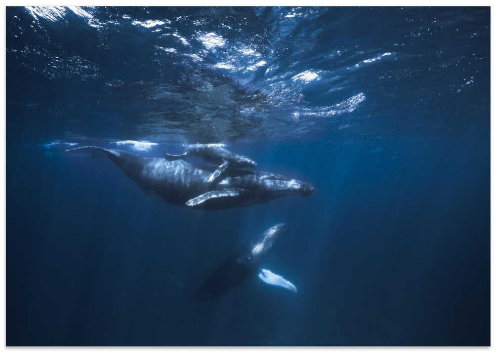 Humpback Whale on the blue