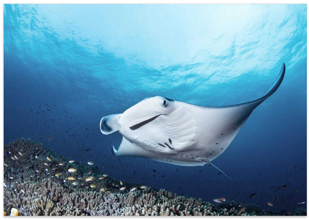 Manta