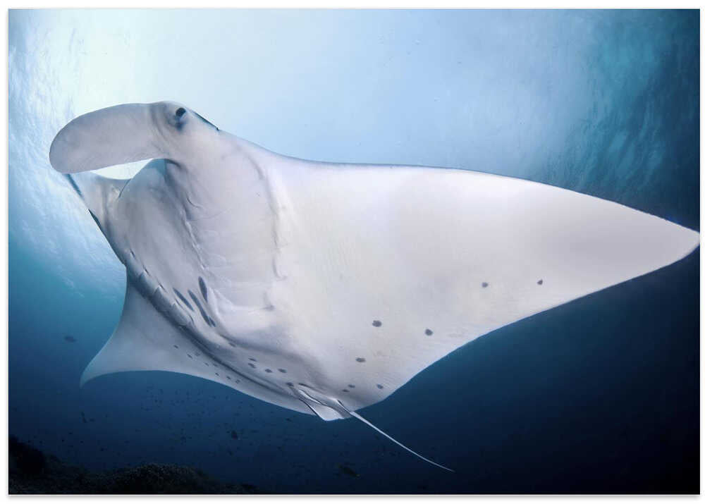 manta ray